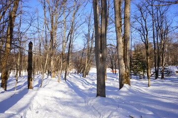 Path of Snow, Wooden Forest in Kamishihoro, Hokkaido, Japan - 日本 北海道 上士幌町 糠平湖 音更川 雪道