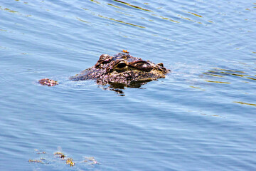 Alligator with Friend