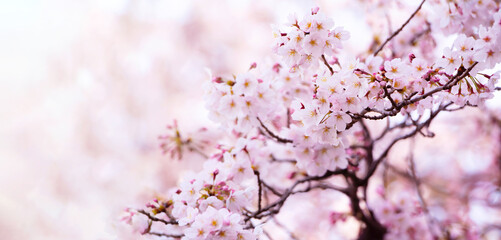 Cherry blossoms in full bloom on a sunny spring day.  Flowers growing upward with flower buds still on the tree. bokeh background. Wide format. Shallow depth of field.