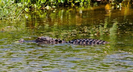 alligator in the pond