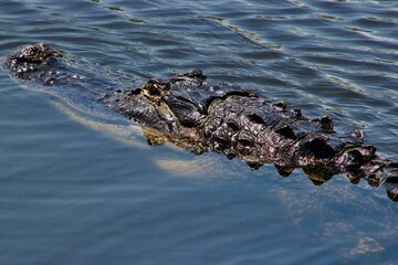 alligator in the swamp