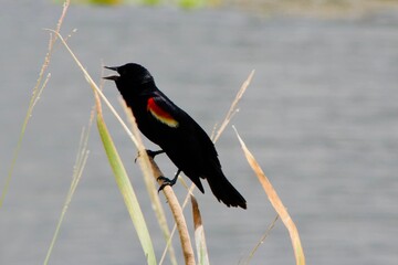 red winged blackbird