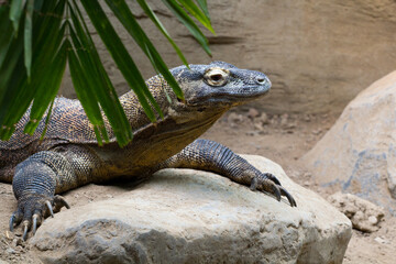 Komodo Dragon at the Denver Zoo