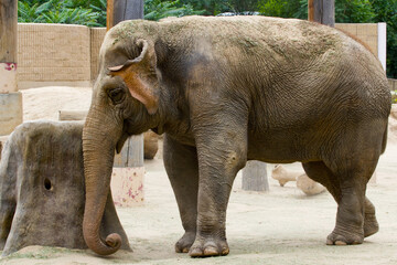 Happy Elephant at the Denver Zoo