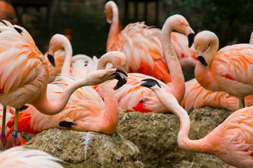 Obraz premium Playful Flamangios at the Denver Zoo