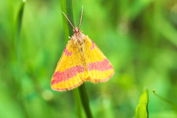 View of the folded wings of a moth of the family Geometridae (Lythria cruentaria) sitting on a stem against a green blurred background.