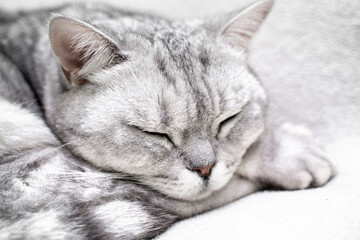 scottish straight cat is sleeping. Close-up of the muzzle of a sleeping cat with closed eyes. Against the backdrop of a light blanket. Favorite pets, cat food.