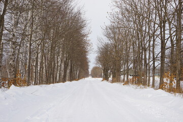 Snow Covered path Surrounded by White Birch Tree in Tokachi, Hokkaido, Japan - 日本 北海道 十勝 白樺並木 雪景色