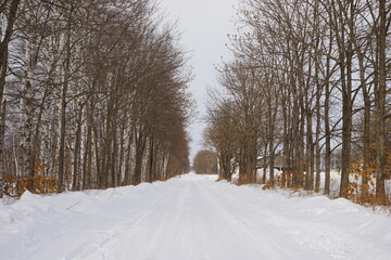 Snow Covered path Surrounded by White Birch Tree in Tokachi, Hokkaido, Japan - 日本 北海道 十勝 白樺並木 雪景色