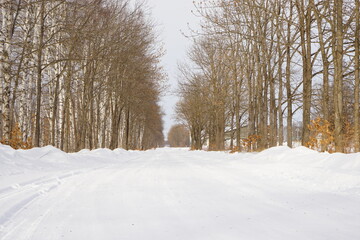 Snow Covered path Surrounded by White Birch Tree in Tokachi, Hokkaido, Japan - 日本 北海道 十勝 白樺並木 雪景色
