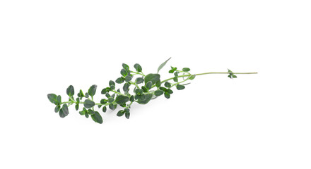 Aromatic green thyme sprig isolated on white. Fresh herb