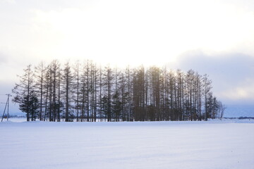 Windbreak Forest or Shelter Belt and Snow Covered in Obihiro, Japan - 日本 北海道 雪景色 防風林
