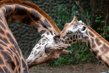 Mother giraffe plays and caresses her calf