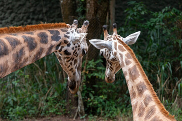 Mother giraffe plays and caresses her calf