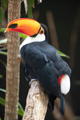 Toucan (Ramphastos toco) sitting on tree branch in tropical forest or jungle