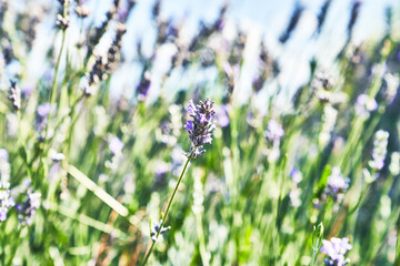 Beautiful lavender plant closeup image