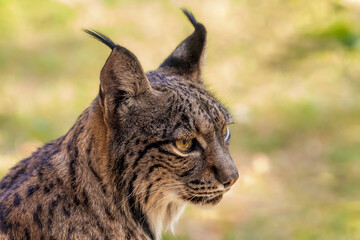 profile portrait of an iberian lynx