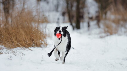 Border collie running with a toy ball on snow in winter. Dog at nature.