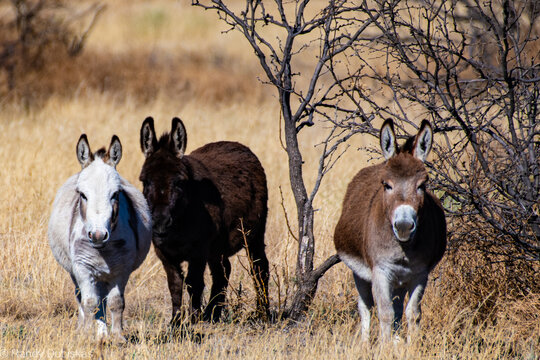 three donkeys staring