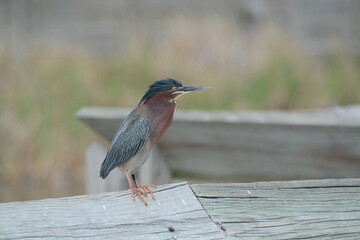Green Heron in breeding plumes perched on a wetland boardwalk. The Green Heron (Butorides virescens) is a small wading bird of marshes.