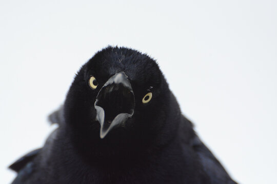 Portrait of Great-tailed Grackle (Quiscalus mexicanus) with its bill open, singing or calling. Black bird with yellow eyes.