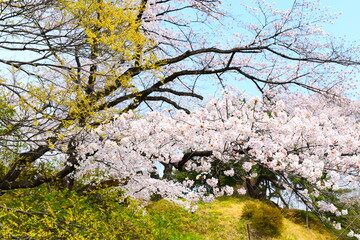Fototapeta premium 桜