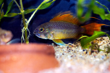 Cockatoo dwarf cichlid fish - Apistogramma cacatuoides
