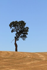 Lone oak tree in dry grass field on a hill with blue sky
