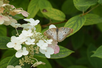 butterfly on a flower