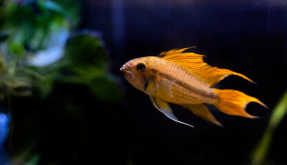 Cockatoo dwarf cichlid fish - Apistogramma cacatuoides
