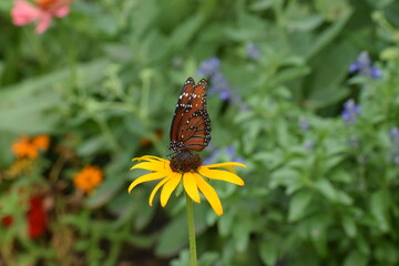 butterfly on flower