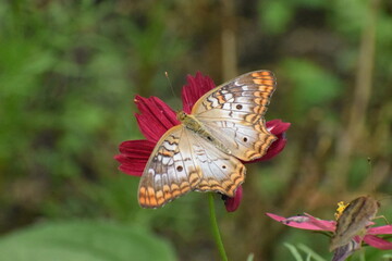 butterfly on flower