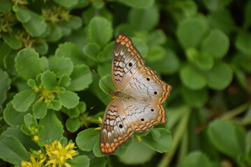butterfly on leaf