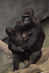 Gorilla mom holding her baby