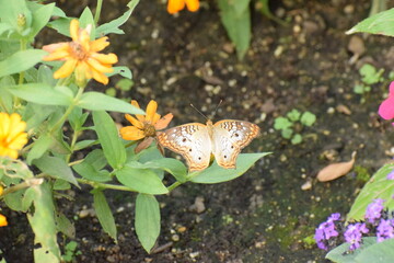 butterfly on a leaf