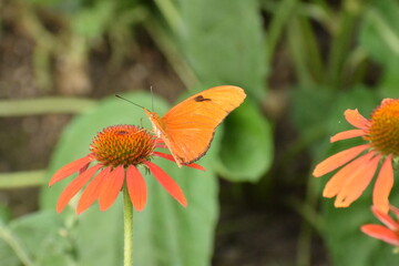 butterfly on flower