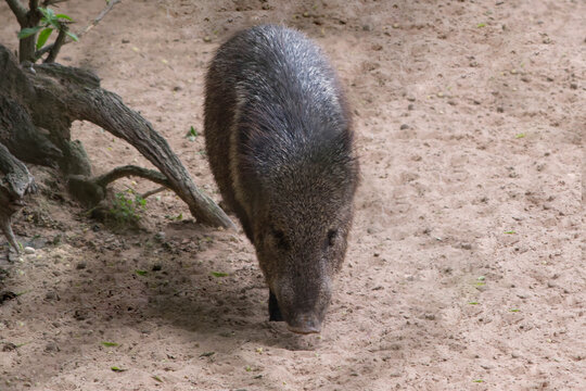 cateto in the zoo 