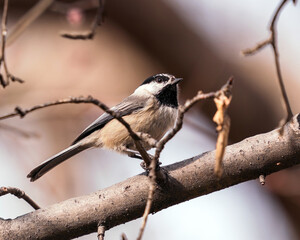 Mountain Chickadee on a branch in side profile with a soft woody background.