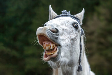 Funny head portrait of a white arabian horse gelding wearing a woolly cap and showing a trick looks like it´s laughing