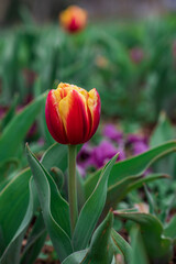red tulips in the garden