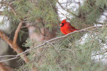 Fototapeta premium Male northern cardinal (Cardinalis cardinalis) in winter