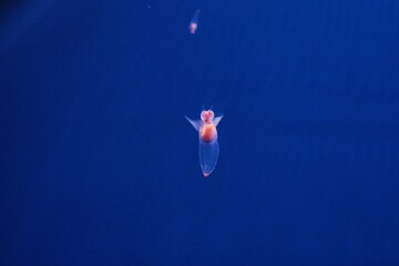 Hokkaido,Japan - February 15, 2023: Clione, a kind of sea angel

