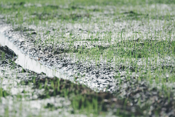 Nature of rice field on rice paddy
