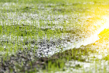 Nature of rice field on rice paddy