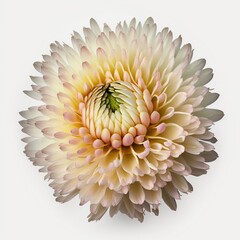 The Beauty of Simplicity Chrysanthemums Flower, Vibrant Blooms - Generative AI