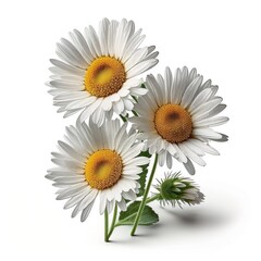 The Beauty of Simplicity Daisies Flower, Vibrant Blooms - Generative AI