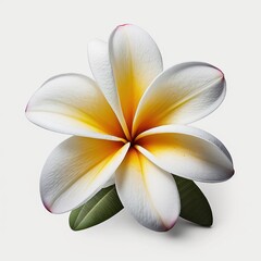 The Beauty of Simplicity Plumeria Flower, Vibrant Blooms - Generative AI