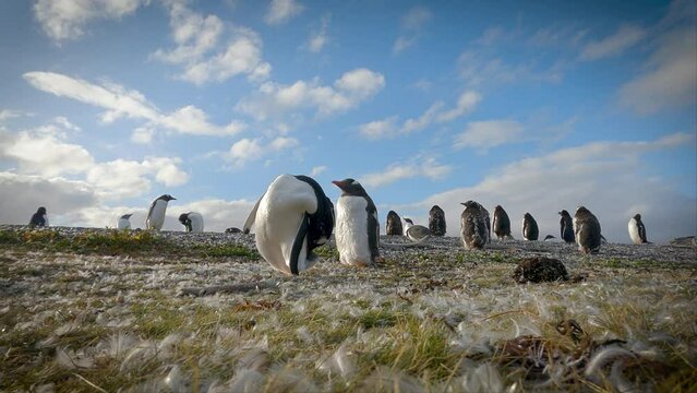 Penguin cleaning feathers with beak. Magellanic penguins on shore surrounded by feathers. Penguin feathers moulting, fall out to make way for new growth.