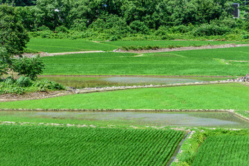 Obraz premium 秋田 山間の田園 