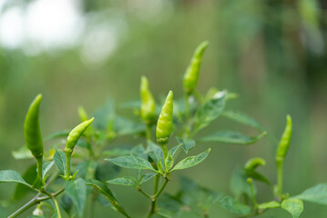 Chilli peppers or green chilies in farm